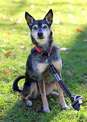 Photo of ROSCOE - SWEET SENIOR #image