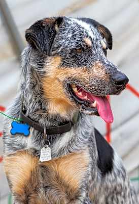 Photo of Maverick #image