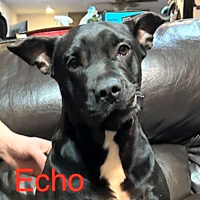 Photo of Echo aka Chocolate Chip Talbot #image