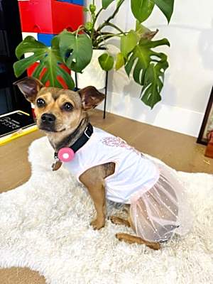 Photo of Bambi #image