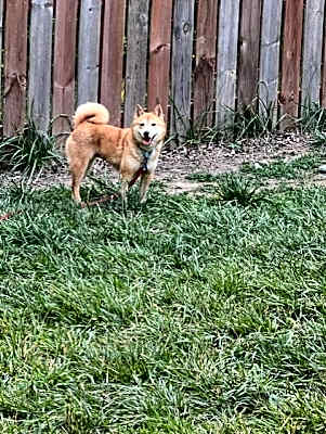 Photo of Penny #image