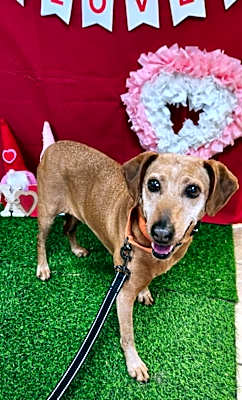 Photo of Ruby #image