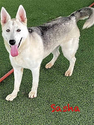 Photo of Sasha #image