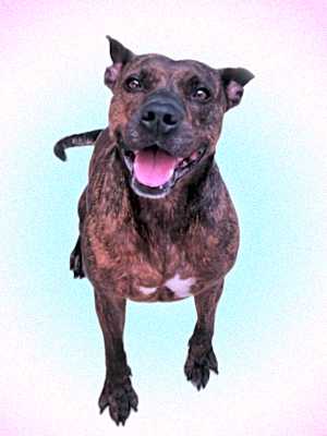 Photo of tiki #image