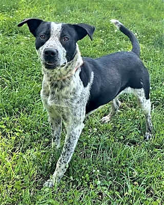 Photo of Buck #image