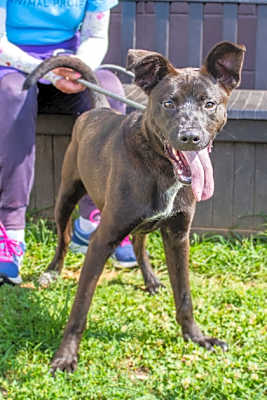Photo of Brett - ADOPTED #image