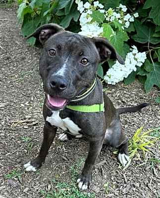 Photo of Mocha #image