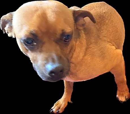 Photo of Butch #image