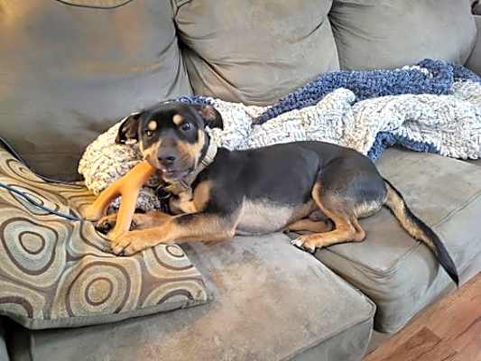 Photo of Morty #image