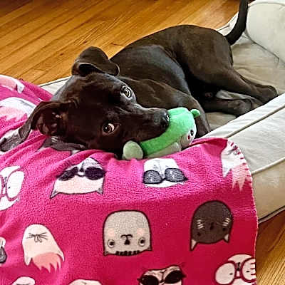 Photo of Cooper #image