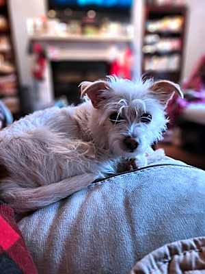 Photo of Zane #image