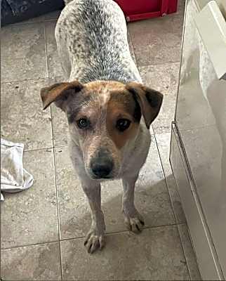 Photo of Fifi #image