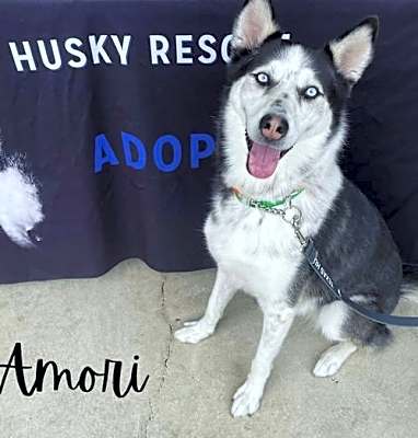Photo of Amori #image