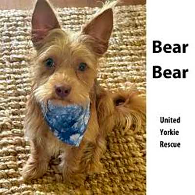 Photo of Bear Bear #image