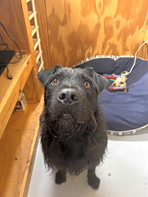 Photo of Cooper #image