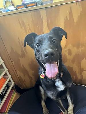 Photo of Dozer #image