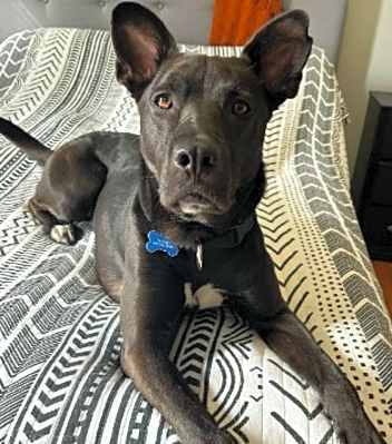 Photo of Mavi #image