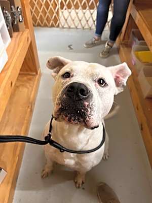 Photo of Scrappy #image