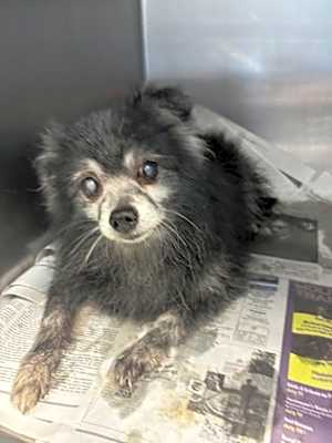 Photo of Langston - IN FOSTER #image