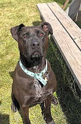 Photo of Willow #image