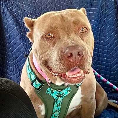 Photo of Maia #image