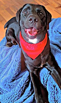 Photo of Rex #image