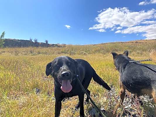 Photo of Zorro #image