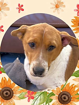Photo of BUCKLEY Bumble #image