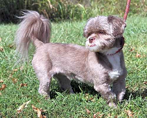 Photo of Captain aka Cappy (Neutered) #image