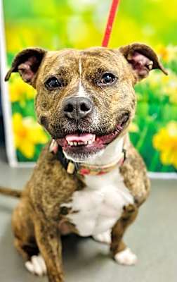 Photo of Pebbles #image