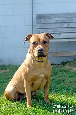 Photo of Sweet Pea #image