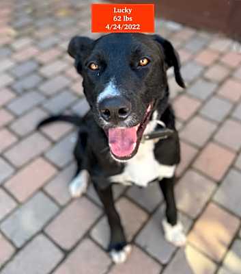 Photo of Lucky #image