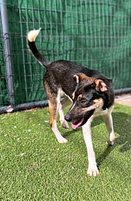 Photo of Roscoe #image