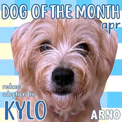 Photo of Kylo #image