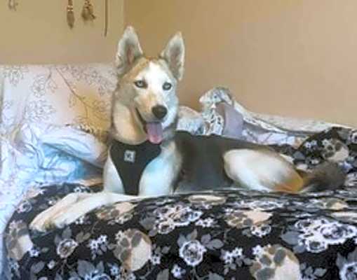 Photo of Suki #image