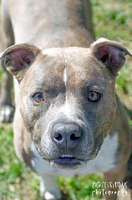 Photo of Duce #image