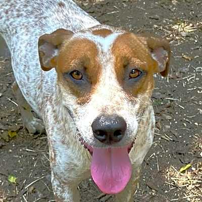 Photo of Pepper #image