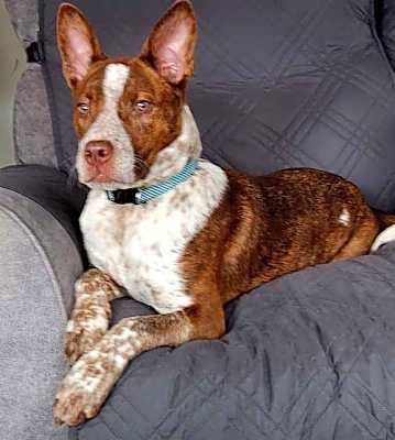 Photo of PUPPY ERNIE #image