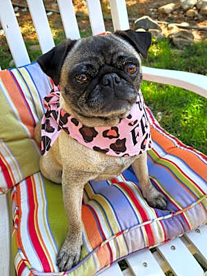 Photo of Olive #image