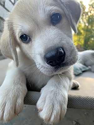 Photo of Spot ADOPTED #image