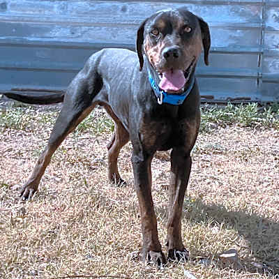 Photo of Buck #image
