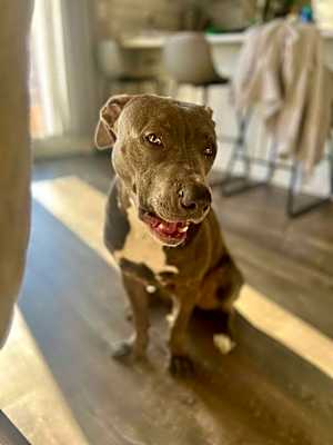 Photo of Bingo aka Hank #image