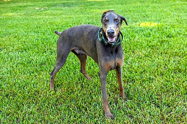 Photo of Indy #image