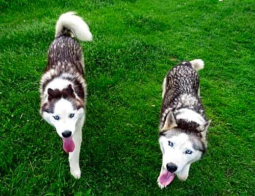 Photo of Hank and Nubb (bonded pair) #image