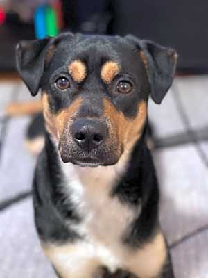 Photo of Milo #image