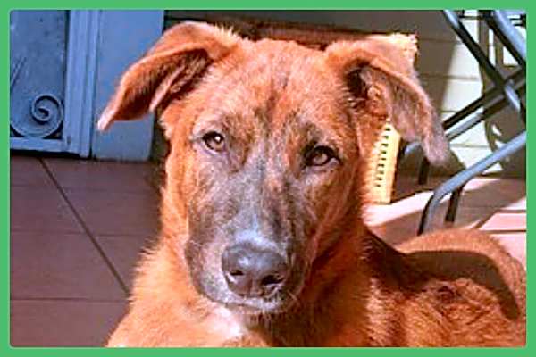 Photo of Puppy #image