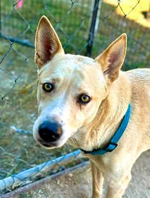 Photo of Sheba #image