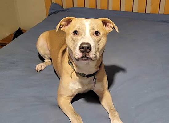 Photo of Loki #image