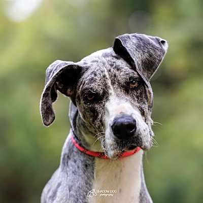 Photo of Nala #image