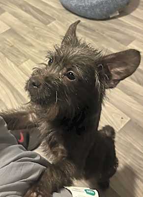 Photo of Rocko #image